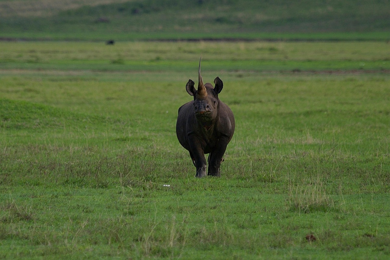 rhino, rhinoceros, wildlife, nature, endangered, safari, africa, tanzania, landscape, ngorongoro crater, mammal, ngorongoro crater, ngorongoro crater, ngorongoro crater, ngorongoro crater, ngorongoro crater