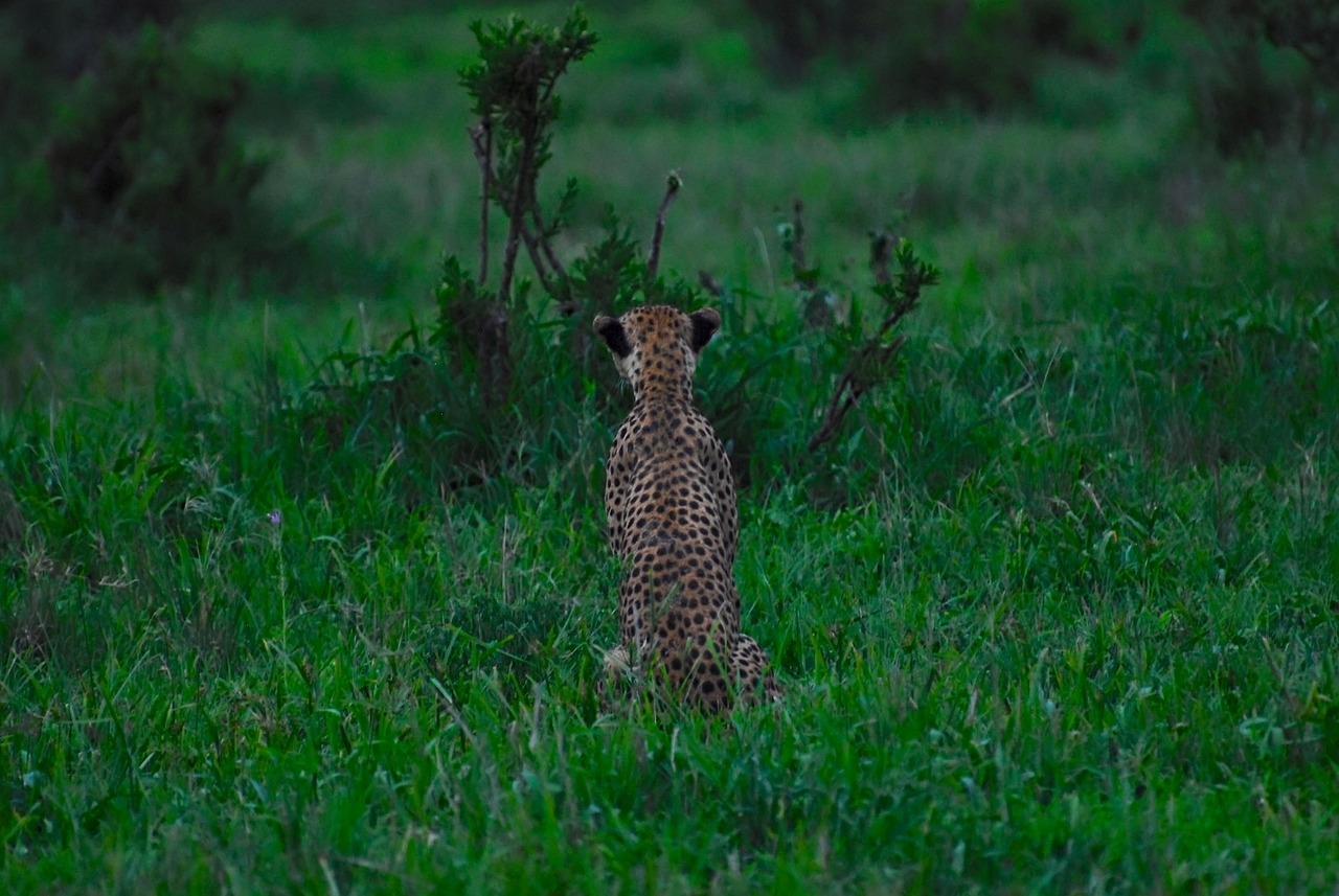cheetah, animal, big cats, feline, mammal, predator, wildlife, safari, nature, wildlife photography, wilderness, africa, wild, meadow, endangered species, world cheetah day, tarangire national park, tanzania, tarangire, tarangire national park, tarangire, tarangire, tarangire, tarangire, tarangire