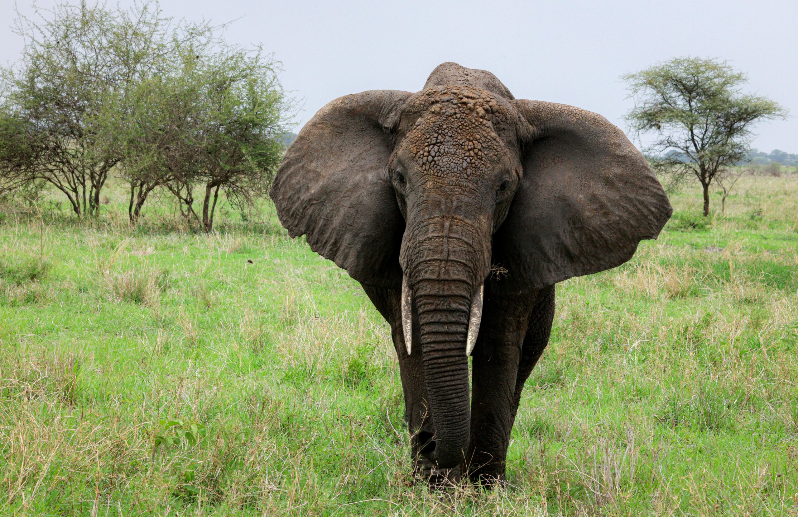 Close-up of an African elephant in Arusha, Tanzania, showcasing its majestic presence in the wild.