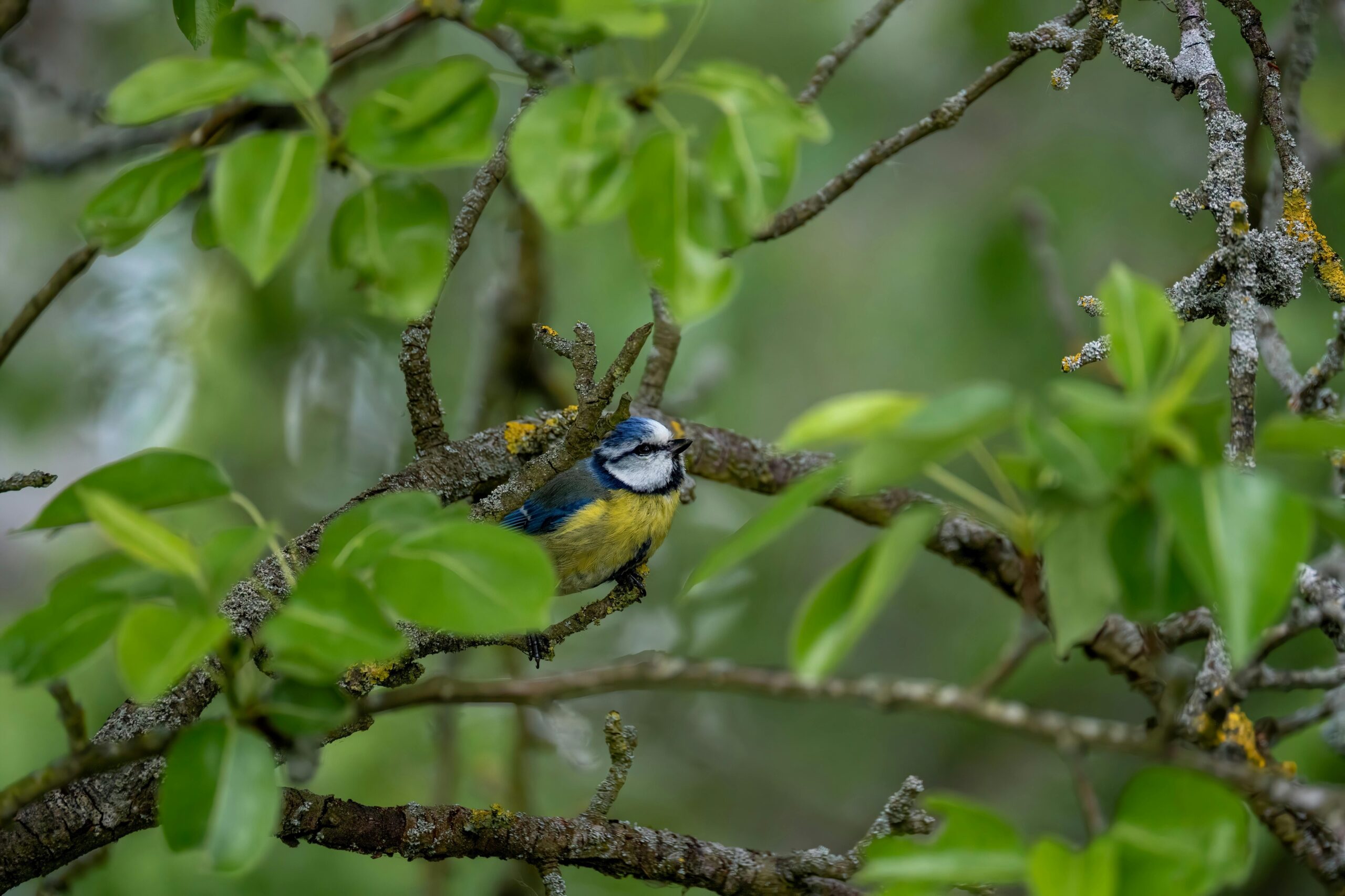 A vibrant blue tit bird resting on a branch surrounded by vivid green leaves in a forest setting.