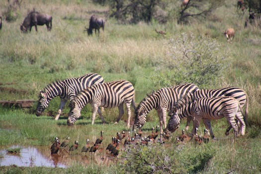 A group of zebras and birds gather at a watering hole in a lush savanna landscape.